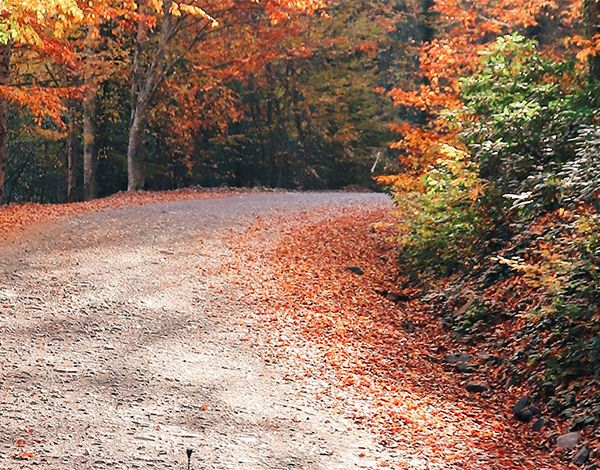 Mooiste herfst roadtrips in Nederland